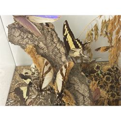Entomology: 20th century cased moth and butterfly diorama, including Godart morpho, Chrysiridia rhipheus, Cathosia biblis, Appias lyncida, Hamadryas and others arranged amongst dried flowers and grasses, enclosed in a glass five sided terrarium display case with a wooden base, L43cm D43cm H49cm 
