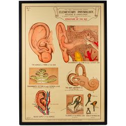 Complete set of eight 'AL Educational Series Elementary Physiology Hygiene and Ambulance' medical posters by Robert R Holding (Zoological and Anatomical artist), published by E J Arnold & Son Ltd of Leeds, Glasgow and Belfast, all framed