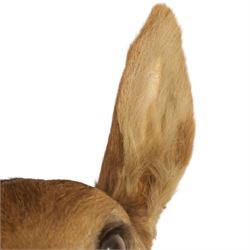 Taxidermy - Red Deer (Cervus elaphus), adult doe head mount facing forwards, on wooden shield, H77cm