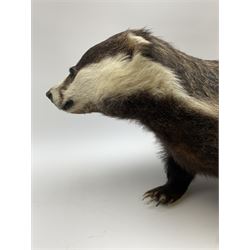 Taxidermy: European badger (Meles meles) full mount in walking position L82cm. 