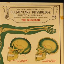 Complete set of eight 'AL Educational Series Elementary Physiology Hygiene and Ambulance' medical posters by Robert R Holding (Zoological and Anatomical artist), published by E J Arnold & Son Ltd of Leeds, Glasgow and Belfast, all framed