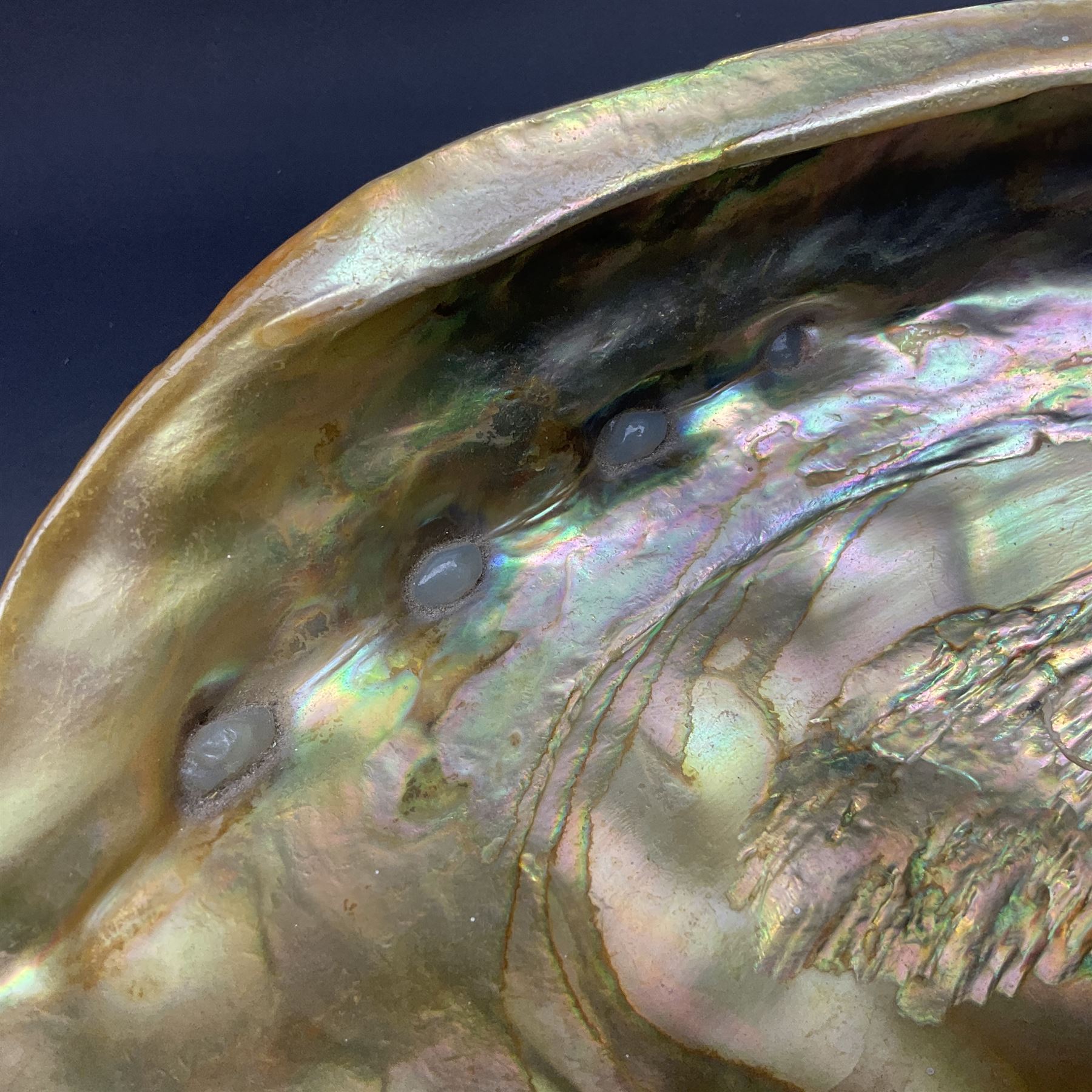 Conchology: selection of shells, including gold pearl oyster shell, mother of pearl turbo marmaratus shell, Cypraecassis Rufa red helmet shell, Mitre shell, Paua shell and others, largest D19cm