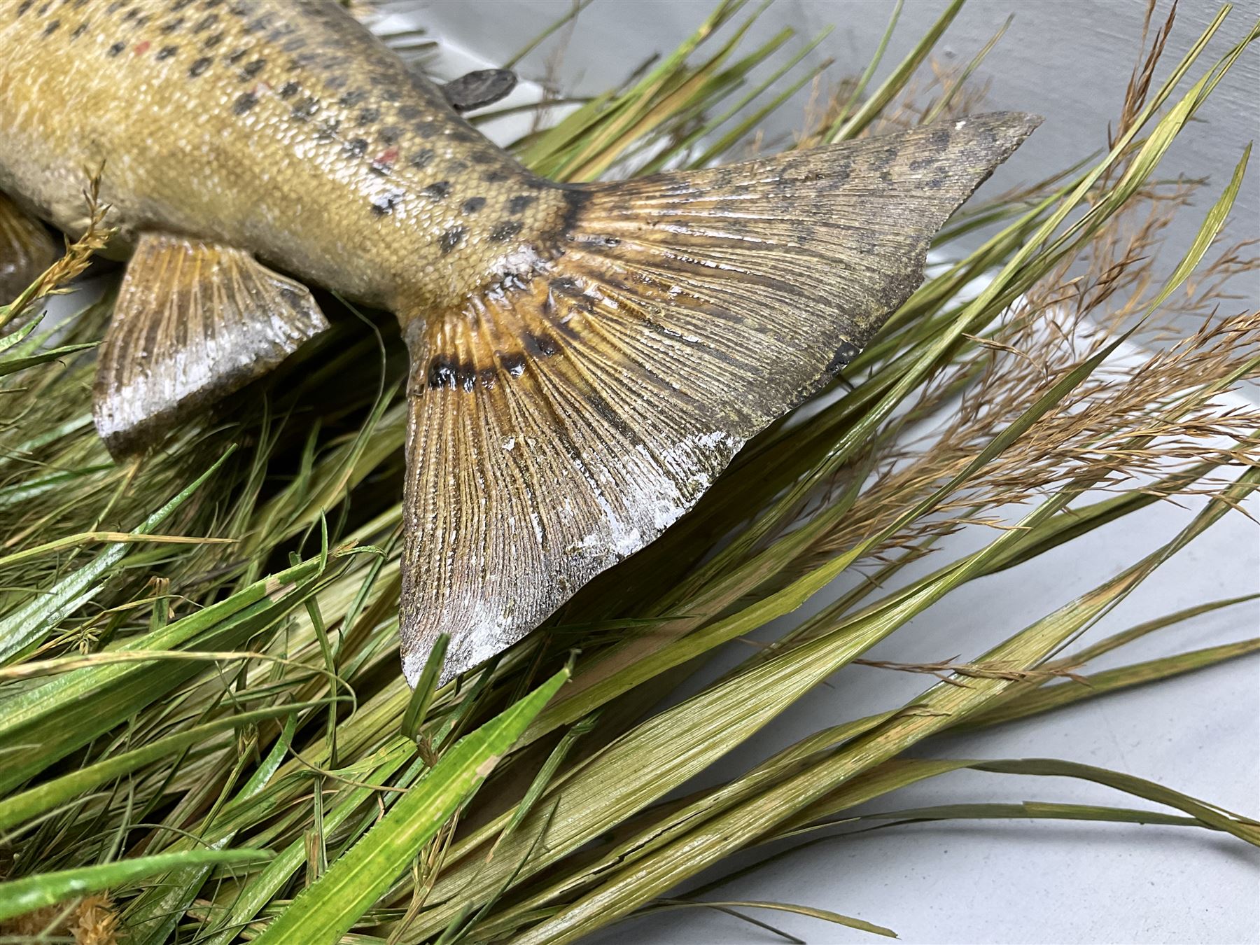 Taxidermy: Brown trout (Salmo trutta), preserved by John Cooper & Sons, 28 Radnor Street, St Luke's, London, skin mount set above a pebbled river bed with reeds and grasses, set against blue painted back drop, inscription to the back drop 'Trout caught by Rev R.S. Ricketts at Kirkham Bridge July 1st 1890, artificial fly, weight 1.5lb', L50cm H26cm 
