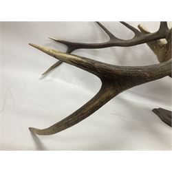 Taxidermy: Red Deer (Cervus elaphus), adult male imperial stag shoulder mount looking straight ahead, ten point antlers, mounted upon a shaped wooden shield, D65cm
