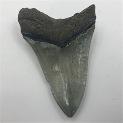 Megalodon (Otodus Megalodon) tooth fossil, age; Miocene period, H9cm, W7cm