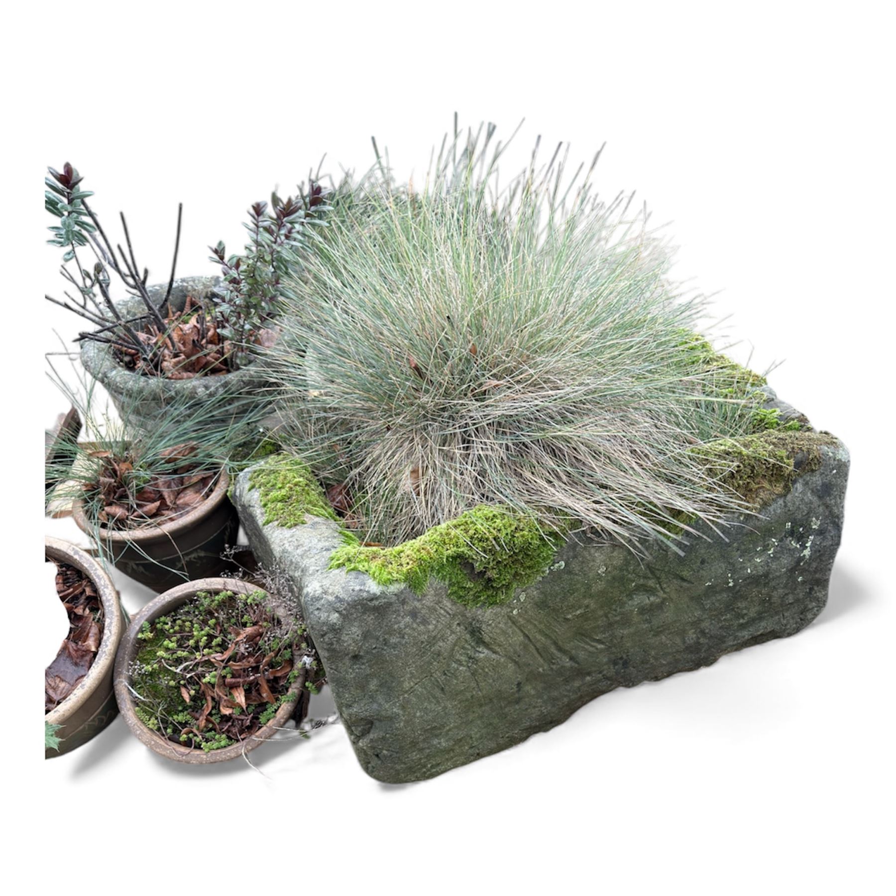 19th century stone trough with five potted plants