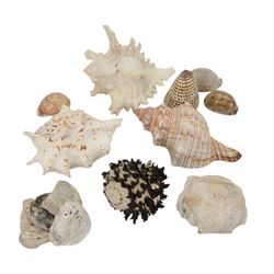 Conchology; Collection of seashells and coral, including Red Abalone shell, Hexaplex Callidinus, verious Cowrie shells, Leopardus cone etc, CITES Appendix II this lot is available to UK buyers only