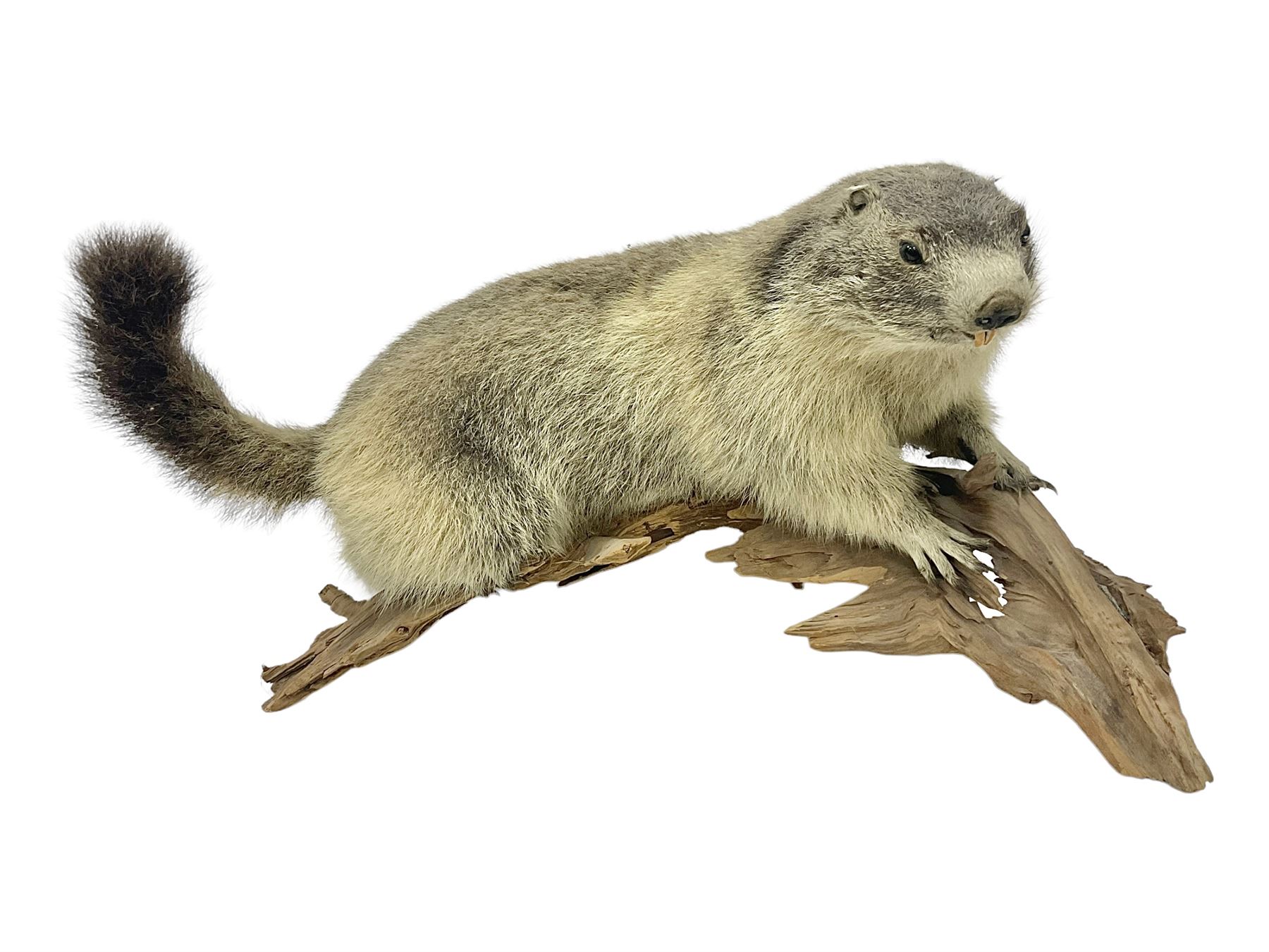 Taxidermy: Alpine Marmot (Marmota marmota), full adult mount stood upon a wooden base, H29cm 