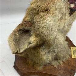Taxidermy; Red Fox Mask (Vulpes vulpes) by Peter Spicer & Sons, Leamington, head turned to the left in snarling pose on oak shield with plaque 'Old Pumping Station Goathland March 31st 1933'