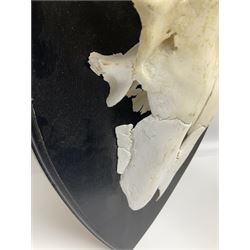 Antlers/Horns: Pair of European Moose (Alces alces) horns with upper skull, mounter upon a wooden shield, H45cm