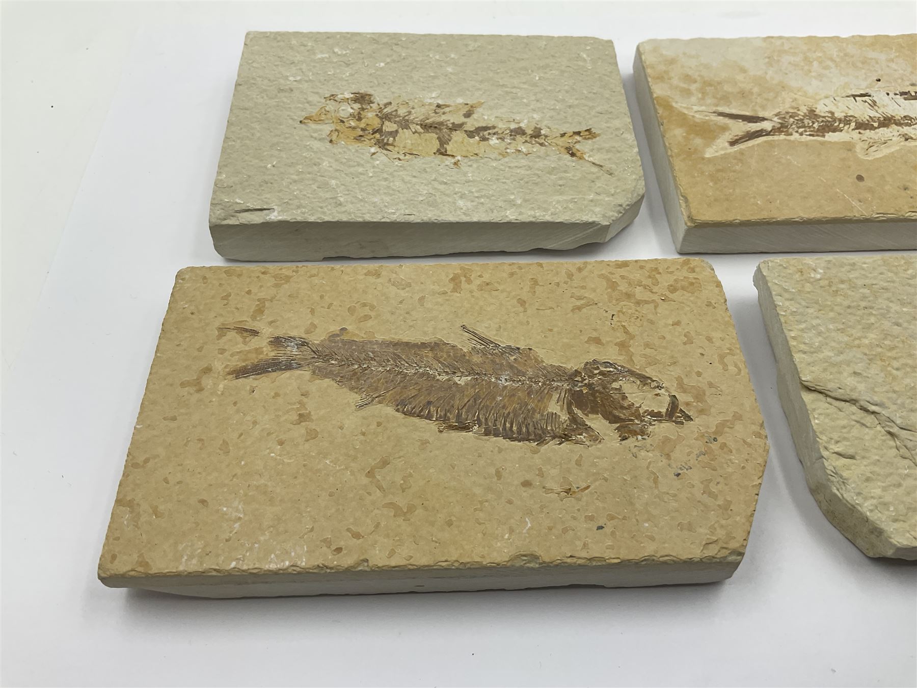 Four fossilised fish (Knightia alta) each in an individual matrix, age; Eocene period, location; Green River Formation, Wyoming, USA, largest matrix H7cm, L12cm