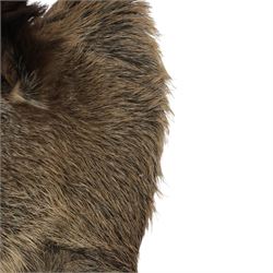 Taxidermy: A European Wild Boar (Sus scrofa), adult neck mount looking straight ahead, 50cm from wall