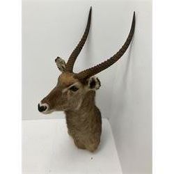 Taxidermy: East African Ellipsen Waterbuck (Kobus ellipsiprymnus), adult male shoulder mount looking straight ahead, approximately H120cm