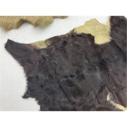 Taxidermy; Goat (Capra aegagrus hircus) pelt and deer (Cervidae) pelt, largest example L127cm