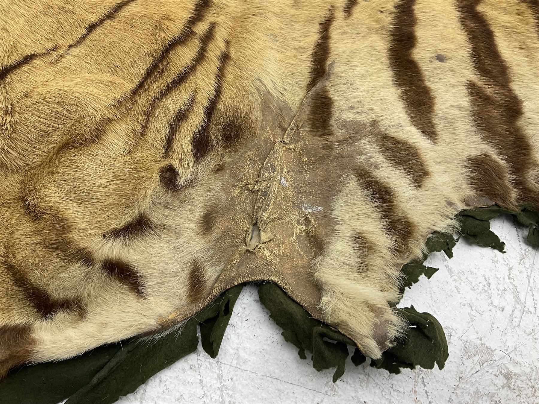 Skins/Hides: Victorian Tiger skin rug (tigris tigris), with green backing with scalloped edges,  L188cm  