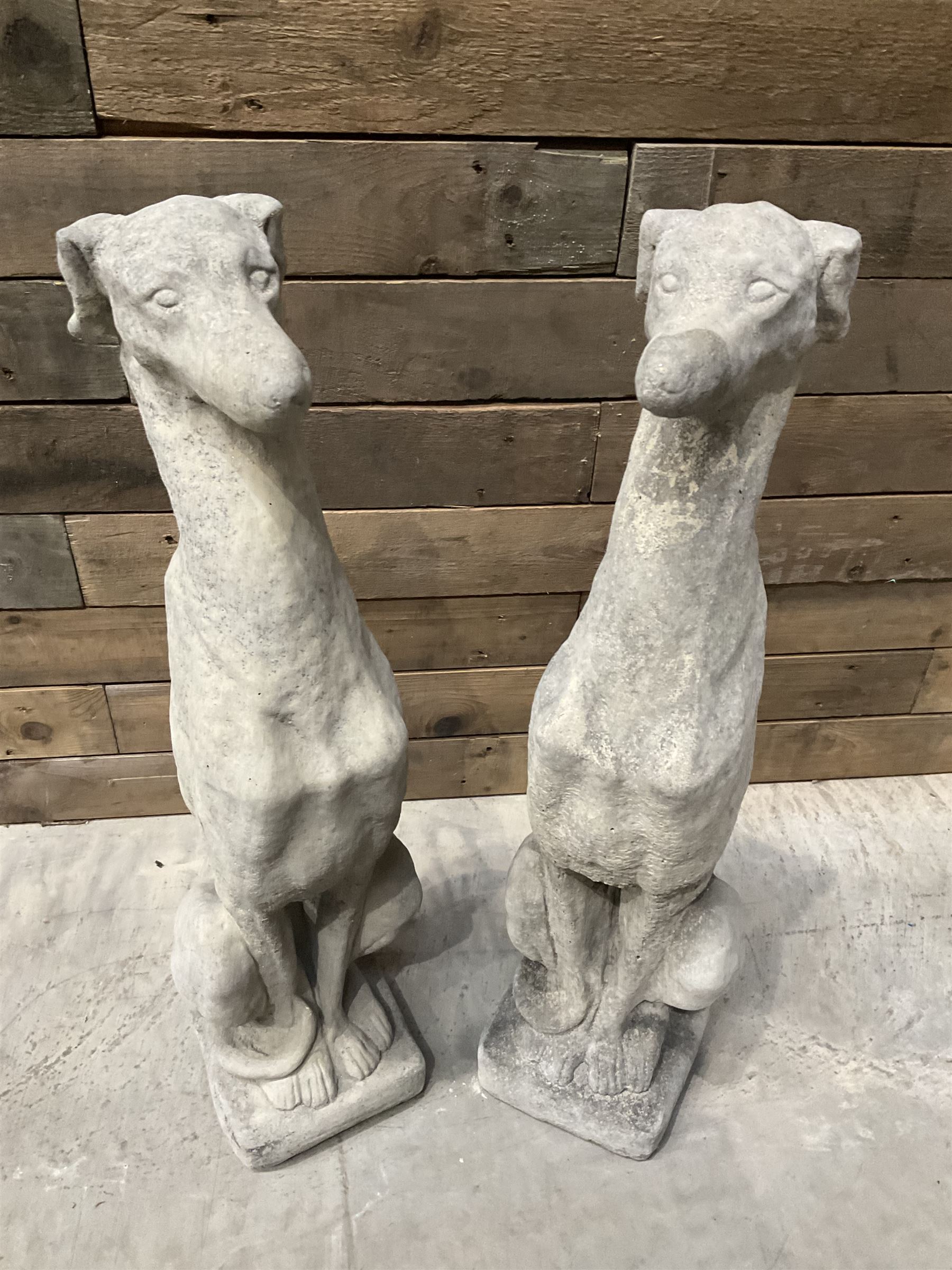 Pair of cast stone seated greyhounds, on square plinth base