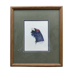 Timothy Niall-Harris: Capercaillie, watercolour signed 16cm x 20cm