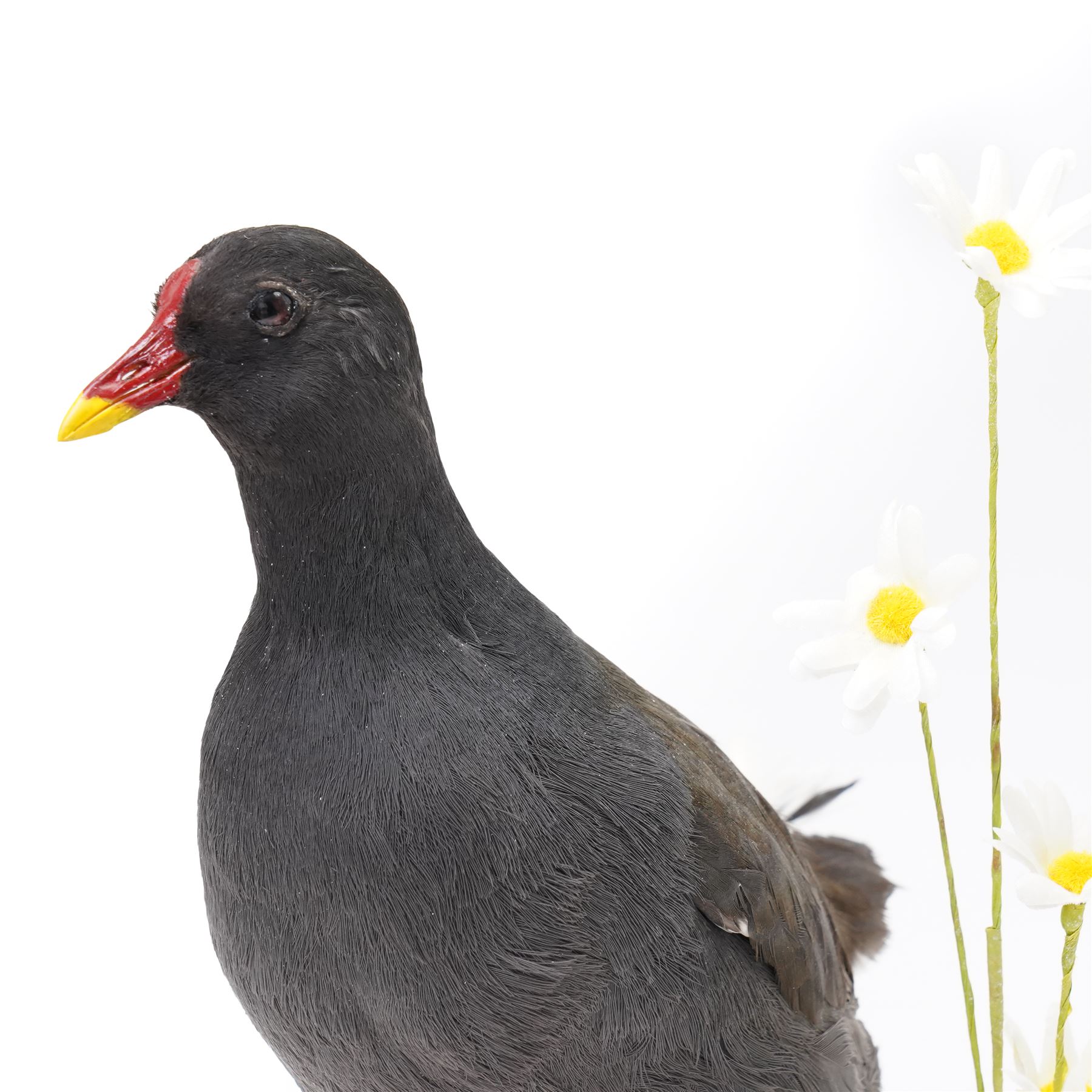 Taxidermy - Moorhen (Gallinula Chloropus), adult mount on naturalistic driftwood base, including base H32cm; Common Pheasant (Phasianus Colchicus), adult male mount on naturalistic base, including base H43cm (2)