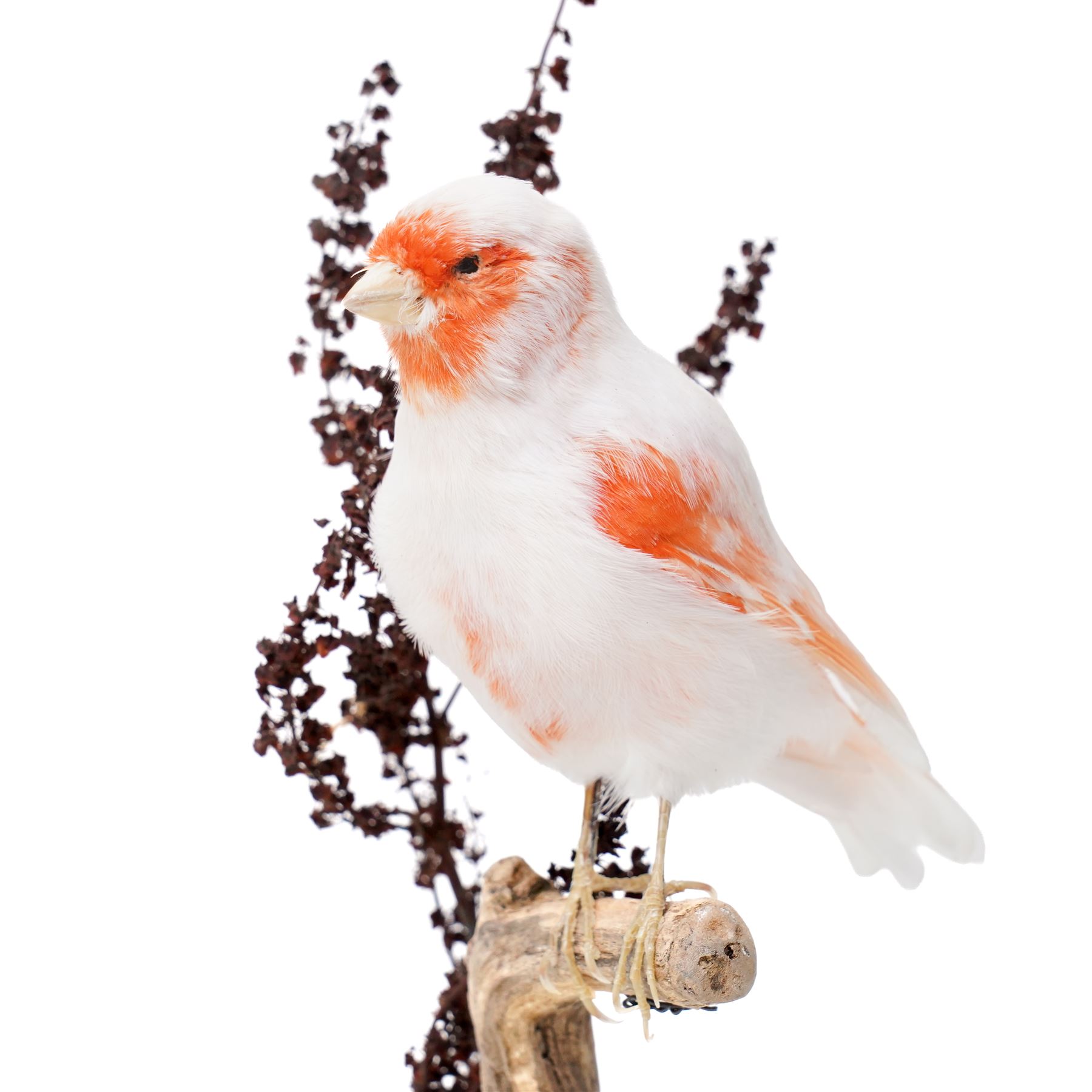 Taxidermy - Red Mosaic Canary (Serinus canaria domestica), full adult mount in naturalistic setting, Victorian dome on ebonised base, overall H35cm