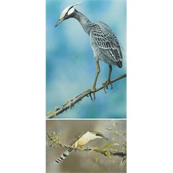 Keith Pullan (British 20th century): 'Yellow-Crowned Night Heron' and 'Mangrove Cuckoo', t...