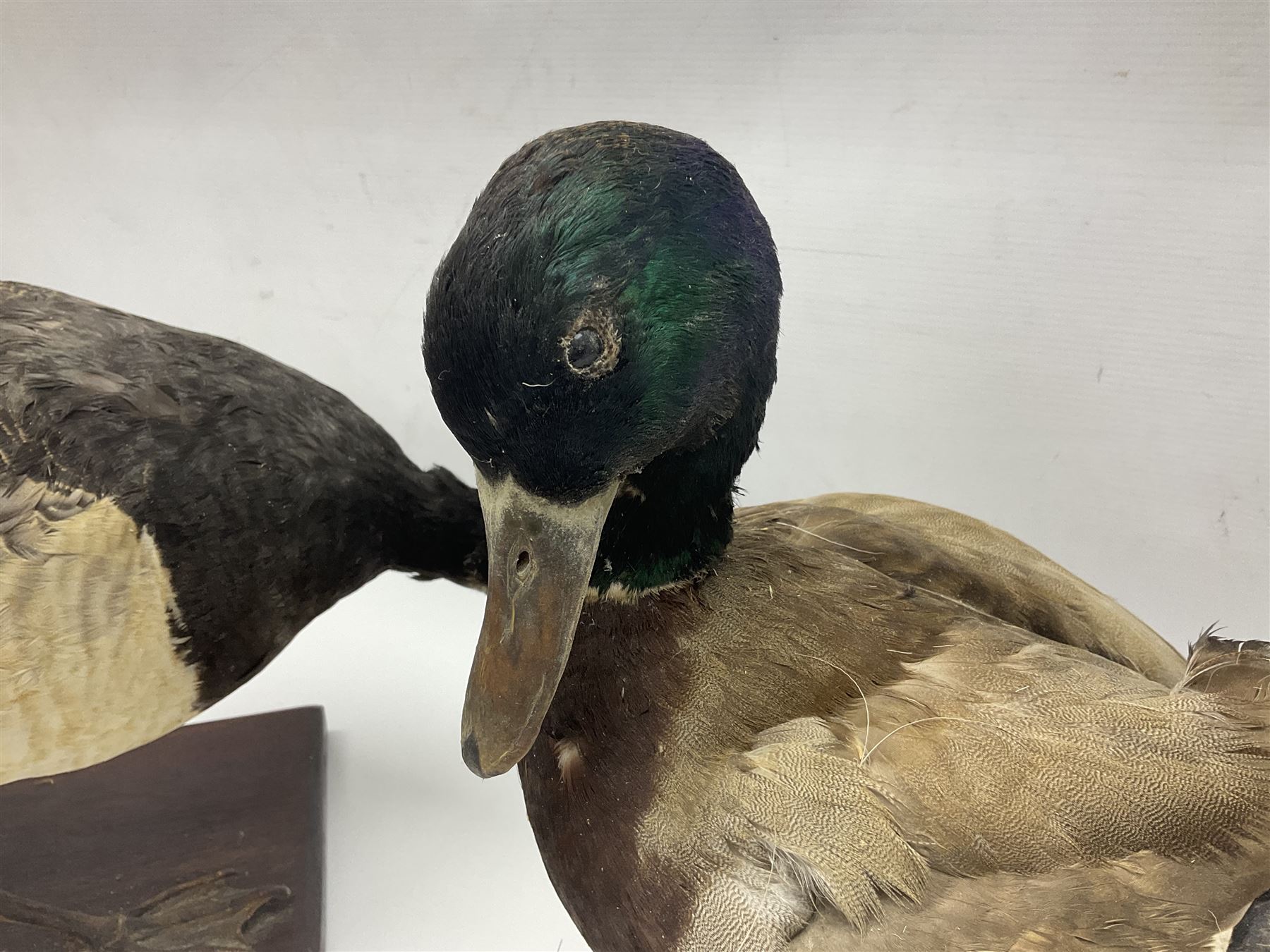 Taxidermy; Barnacle goose (Branta leucopsis), full adult mount, upon a rectangular base, together with Mallard (Anas platyrhynchos), full mount drake, upon an oval base, goose H28cm