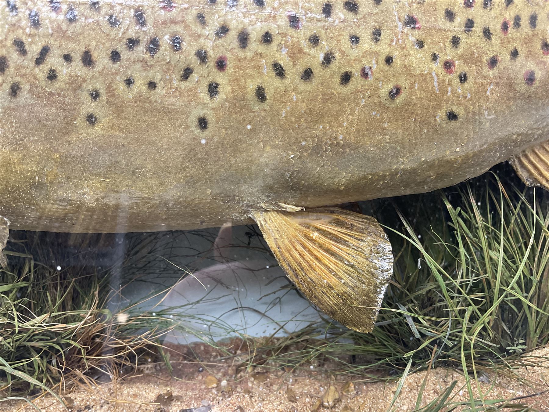 Taxidermy: Brown trout (Salmo trutta), skin mount set above a pebbled river bed with reeds and ferns, against blue painted back drop, enclosed within an ebonised bow-front display case, with 'Costa Beck June 8th 1920, Weight 3 3/4lbs',inscribed to the glass, H31cm, L62cm 