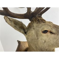 Taxidermy: Scottish red deer (Cervus elaphus scoticus), adult Red Deer stag shoulder mount looking straight ahead, eleven point antlers, mounted upon a wooden shield with bullets surrounding the mount, H126cm D60cm