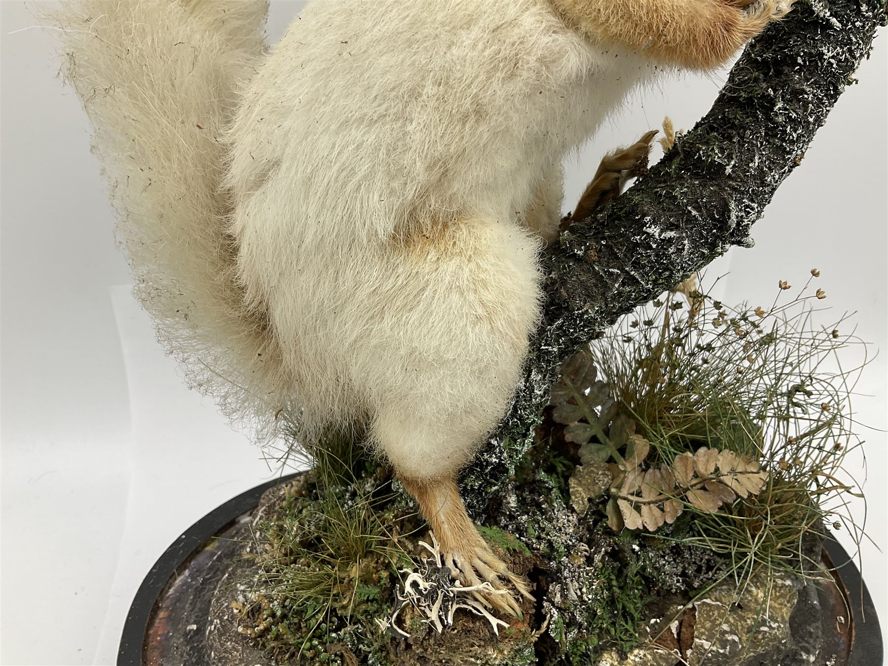 Taxidermy: Victorian cased Red Squirrel (Sciurus vulgaris), full mount holding a hazelnut, upon naturalistic ground, enclosed beneath a period oval glass dome with ebonised base, raised upon four bun feet H44cm D15cm W24cm
