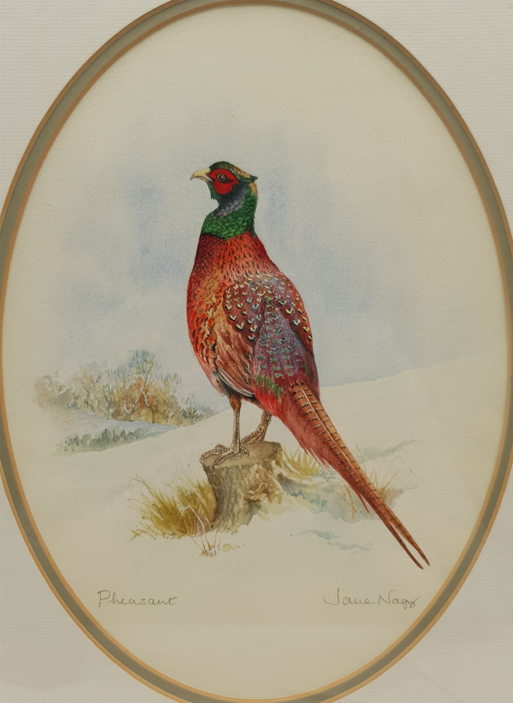 Jane Nagy (British 20th century): 'Pheasant', watercolour signed and titled 27cm x 20cm