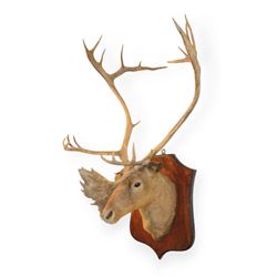 Taxidermy: Elk (Cervus Canadensis) shoul