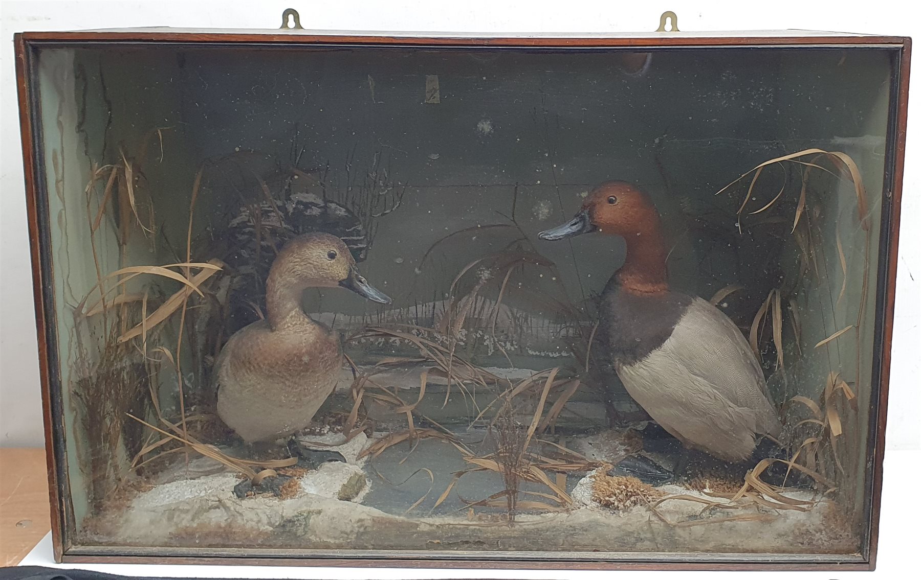 Taxidermy: Victorian cased pair of Pochard (Aythya ferina), in naturalistic winter setting with snow covered ground work and simulated water, detailed with moss and grasses, set against a snowy painted landscape backdrop, encased within an ebonised trapezium shaped single pane display case, H50cm L77.5cm D26cm 