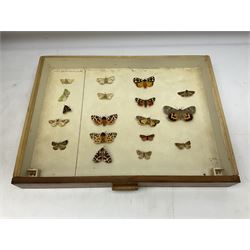 Entomology: collector's table top cabinet of assorted butterfly and moth specimens, to include Pieridae, Agrotidae, Arctiidae, Westermanniinae, Nymphalidae, Satyridae, Nymphalidae, Lycaenidae, Lasiocampidae, Silver-washed Fritillary (Argynnis paphia), etc, with twelve sliding drawers with various labels, H65cm D32.5cm W47cm