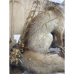 Taxidermy: 19th century cased display Red Fox (Vulpes vulpes), full adult mount in seated position with tail curled in front, in a naturalistic setting, encased within a ebonised single pane display case, H64cm, L58cm