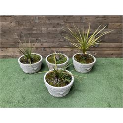 Four cast stone circular planters in white - THIS LOT IS TO BE COLLECTED BY APPOINTMENT FROM DUGGLEBY STORAGE, GREAT HILL, EASTFIELD, SCARBOROUGH, YO11 3TX