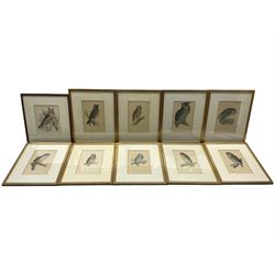 Set of nine ornithological prints and another similar, and a quantity of further prints