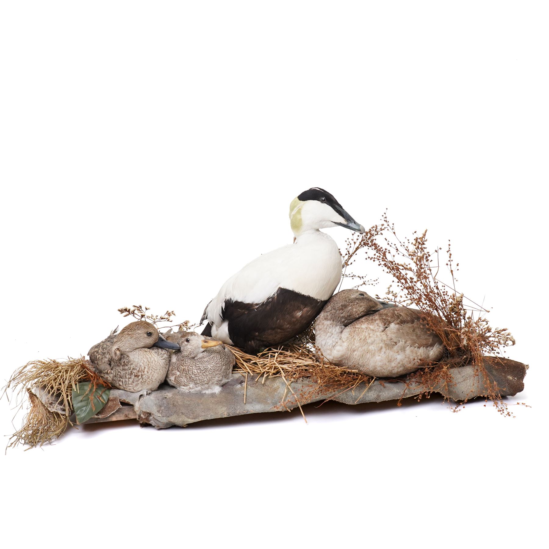Taxidermy - Common Eider (Somateria Mollissima), full male and female adult mounts, together with two further ducks, mounted on naturalistic base, W90cm