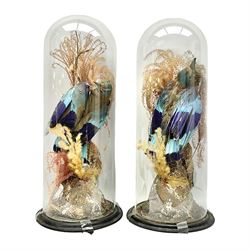 Taxidermy: Pair of Victorian cased Lilac Breasted Roller birds (Coracias caudatus), each a full adult mount upon a tree in a naturalistic ground with fruns, enclosed beneath a period glass dome with ebonised base, H54cm