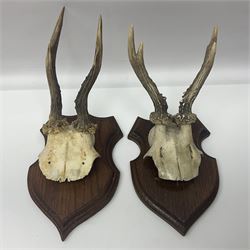 Antlers/Horns: Roe Deer (Capreolus capreolus) ten pairs of roe deer antlers mounted upon wooden shields, shield H19cm 