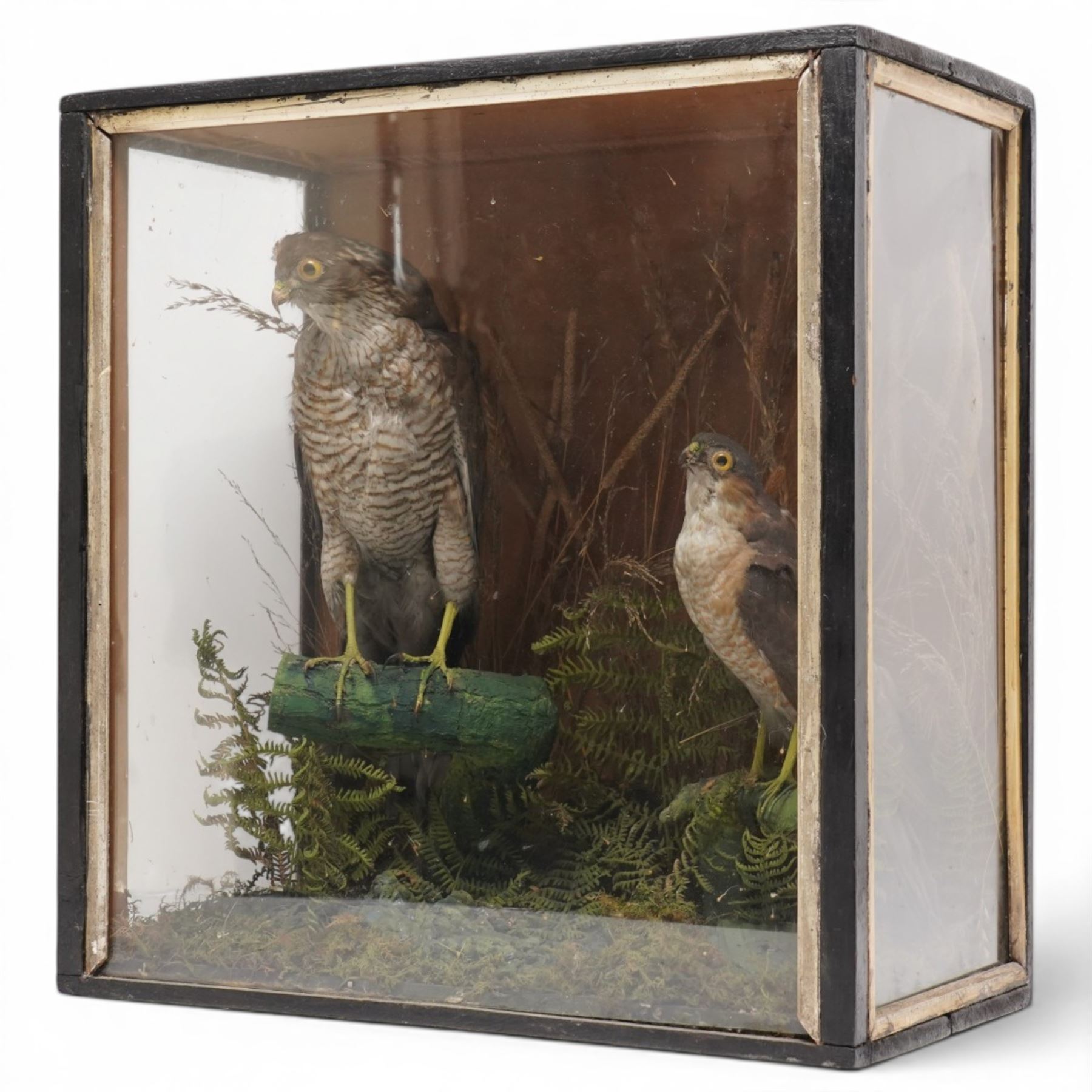 Taxidermy - Victorian pair of Eurasian Sparrow Hawks (Accipiter Nisus), male and female full mounts, modelled upon a naturalistic setting, within an ebonised display case