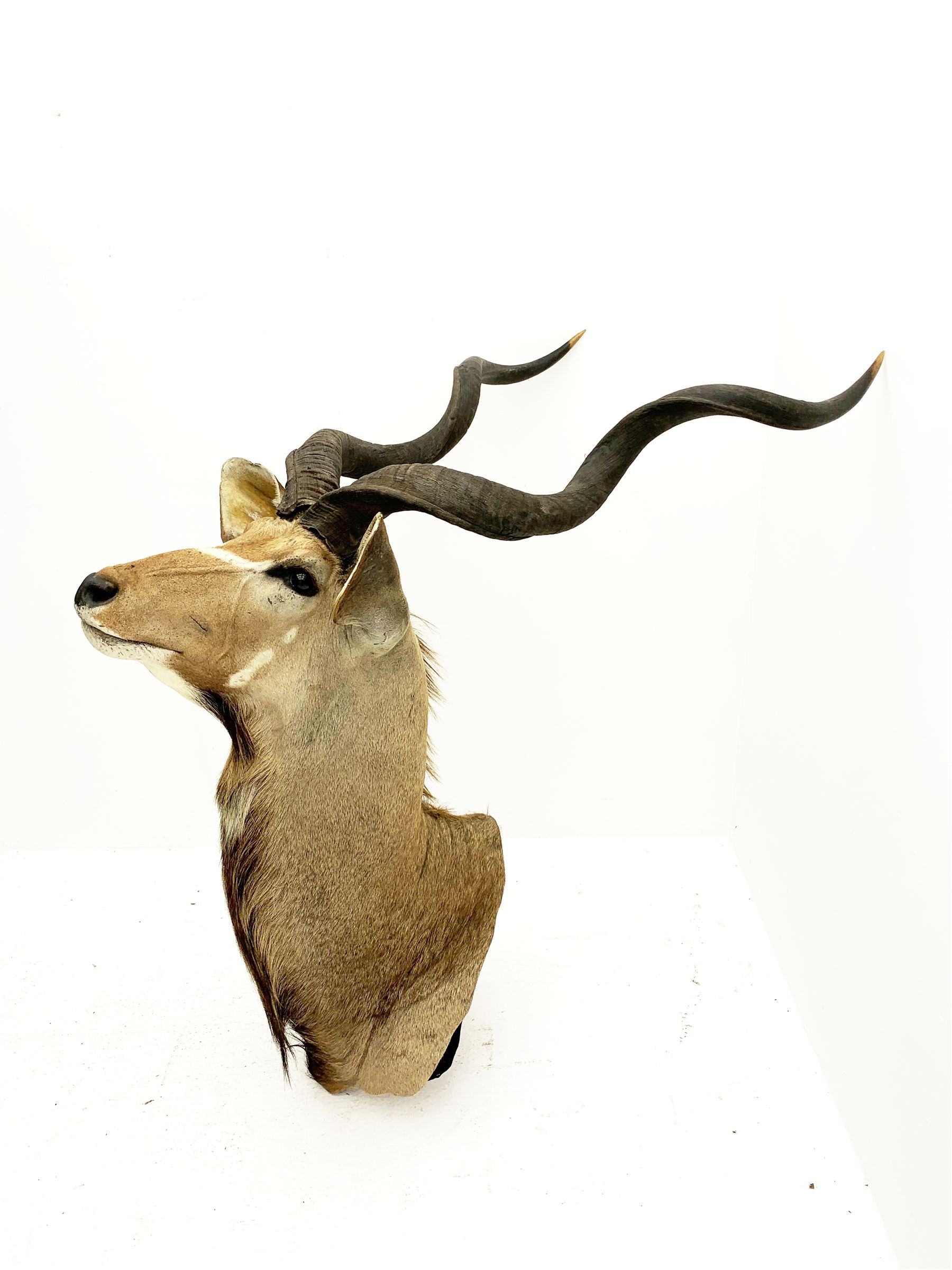 Taxidermy: Greater Kudu (Tragelaphus Strepsiceros), adult male shoulder mount, H170cm