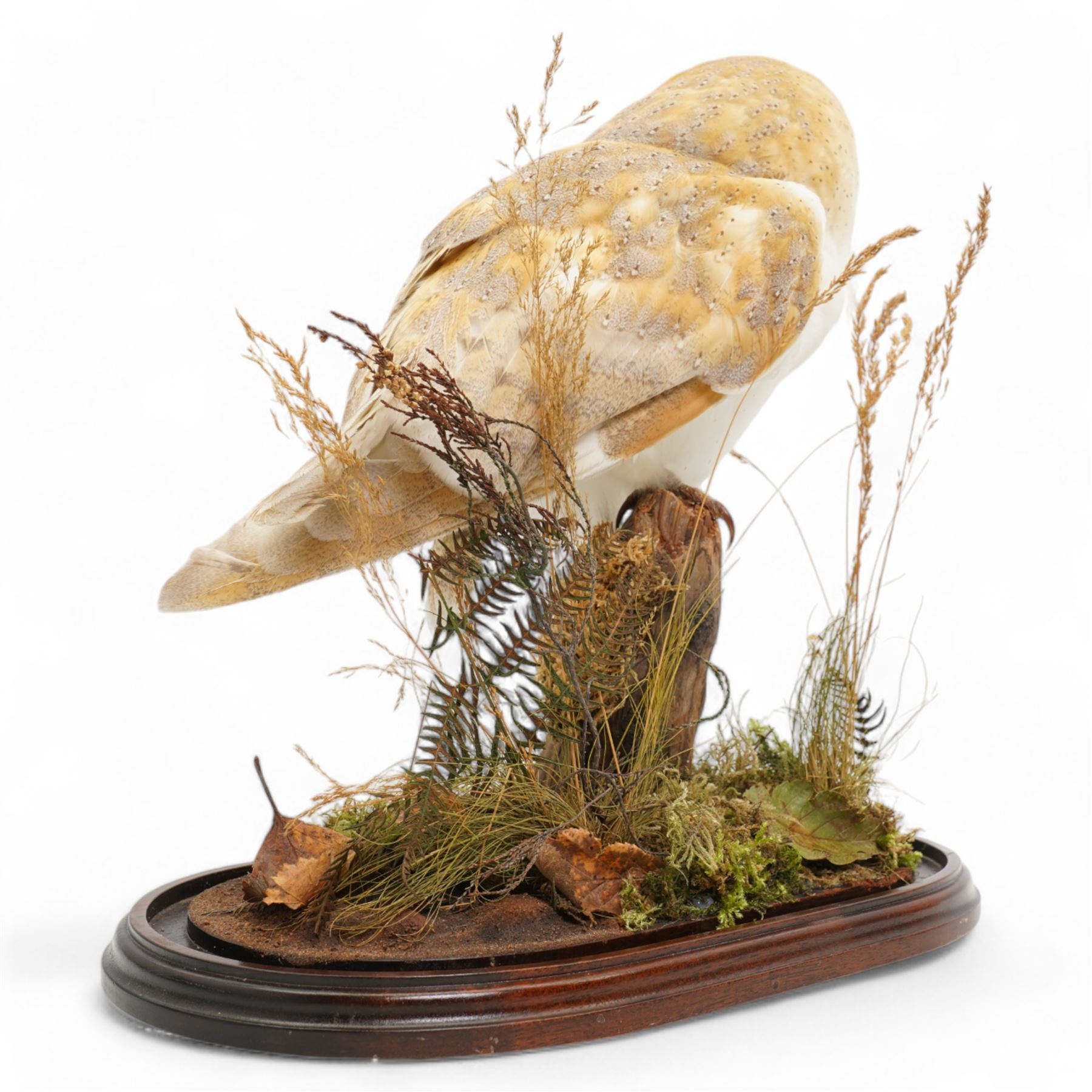 Taxidermy: Victorian Barn Owl (Tyto Alba), full male adult mount upon a tree stump in a naturalistic setting, enclosed within a later glass dome H42cm 