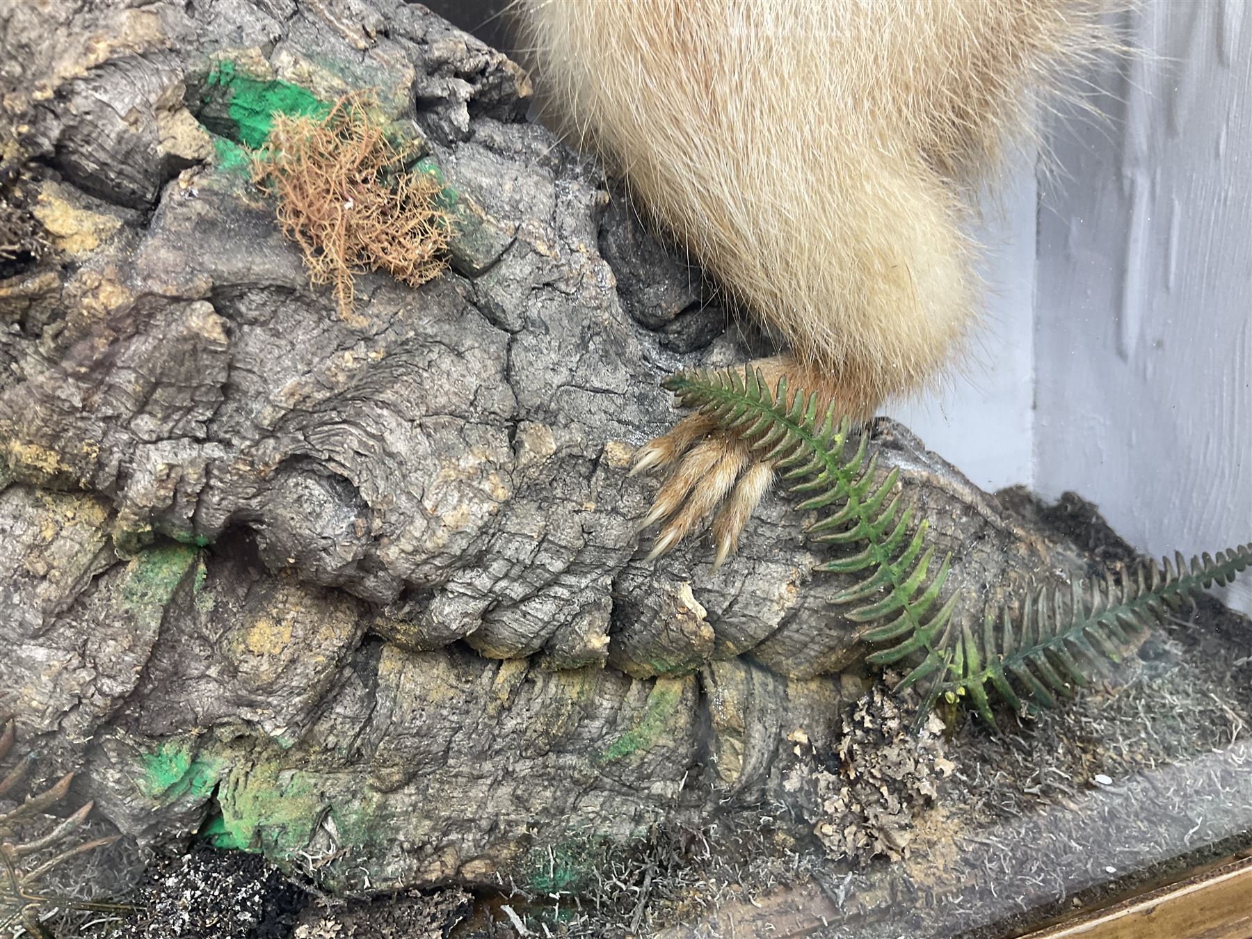 Taxidermy: Red Squirrels (Sciurus vulgaris), full adult mount, climbing a small cut tree stump, in a naturalistic setting, encased within a single pane display case, together with cased Ermine ((Mustela erminea), full adult mount, in a ebonised single pane display case, squirrel case, H35cm, L38cm