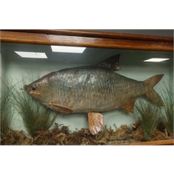  Taxidermy Fish - a Roach in naturalistic underwater setting, in modern glazed case, inscribed in pencil S. Brady, W47cm, H25cm    