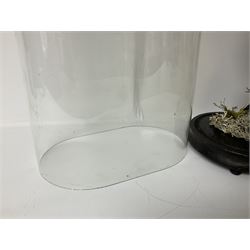 Taxidermy: Victorian cased Peregrine Falcon (Falco peregrinus), full female mount  stood atop a tree stump in a naturalistic ground, enclosed beneath a period oval glass dome with ebonised base, raised upon four bun feet, H54cm D20cm W34cm