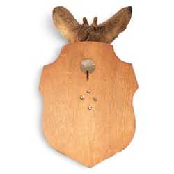 Taxidermy: European Roe Deer (Capreolus capreolus), shoulder mount, together with Roe deer antlers on cut upper skull