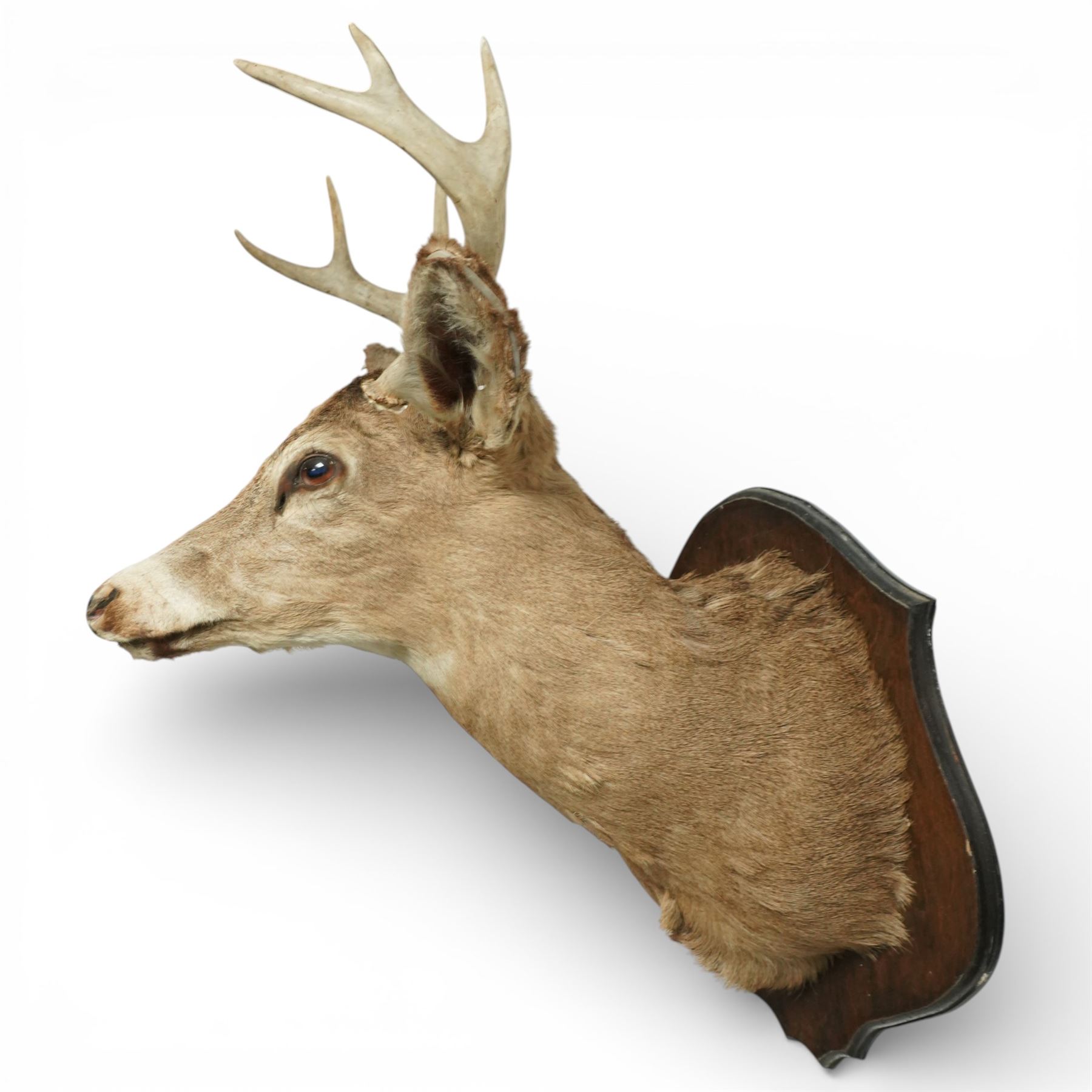 Taxidermy - Red Deer (Cervus elaphus), an adult stag shoulder mount with head turning to the right, mounted upon a wooden shield, W37cm H89cm extension 48cm 
