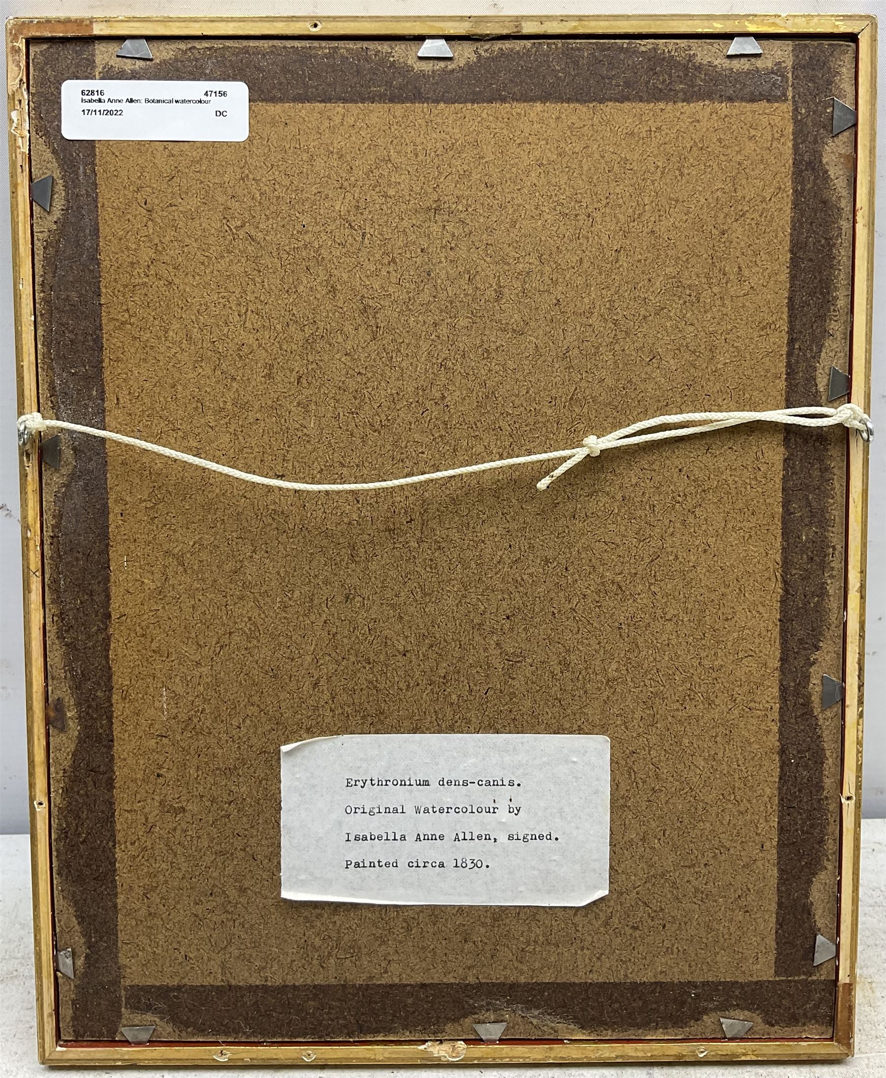 Isabella Anne Allen (British 1810-1865): 'Erythronium Dens-canis' (Dogtooth Violet), botanical watercolour study signed in pencil 21cm x 15cm
Notes: Allen, known as 'La Botaniste Miss Allen', first came to light in July 2021 following a BBC appeal to identify the mystery artist in the Royal Horticultural Society collection. The UK Census of 1851 confirmed spinster and landowner Isabella Anne Allen, born in 1810, lived with her parents, John Henry and Susannah Rebekah, and several servants at Rhydd House, Madresfield. The property, with its gardens and woodlands at the foot of the Malvern Hills close to the River Severn, offered plenty of opportunities for botanical study.