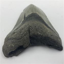 Megalodon (Otodus Megalodon) tooth fossil, age; Miocene period, H9cm, W7cm