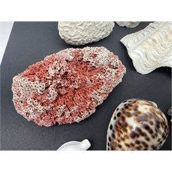 Conchology: collection of dried coral specimens together with a large collection of shells including cowrie shell, etc 