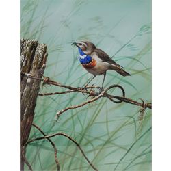 Alan M Hunt (British 1947-): 'White-spotted Bluethroat', watercolour and gouache signed and dated 1980, titled verso 19cm x 25cm